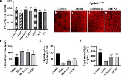 Sanghuang Tongxie Formula Ameliorates Insulin Resistance in Drosophila Through Regulating PI3K/Akt Signaling